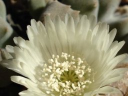 Odontophorus nanus flower